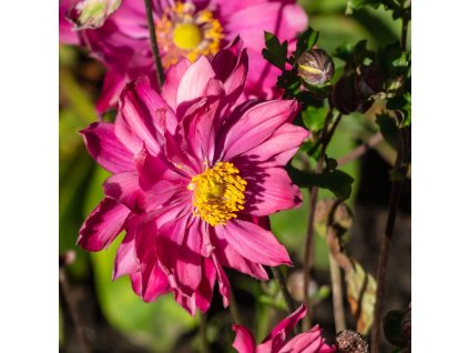 ANEMONE HUPEHENSIS 'PRINZ HEINRICH' (VETERNICA | SASANKA)_istock1