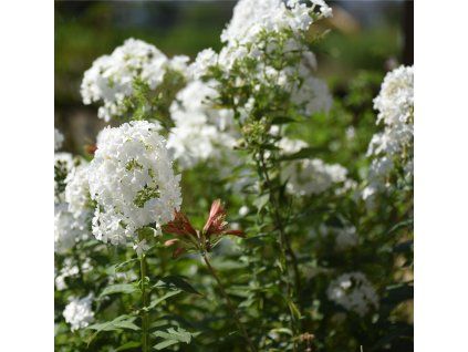 PHLOX PANICULATA 'DAVID' shutt