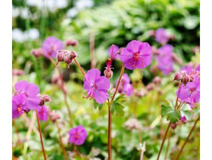 GERANIUM CANTABRIGIENSE 'CAMBRIDGE' shutt