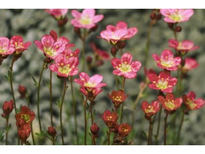 Saxifraga arendsii ‚Harder Zwerg‘ (Lomikameň arendsov)1
