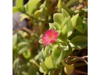 DOROTHEANTHUS BELLIDIFORMIS ist