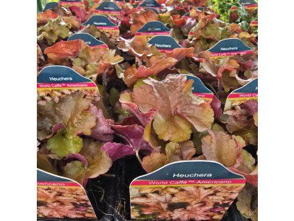 HEUCHERA 'WORLD CAFFÉ AMERICANO' kak