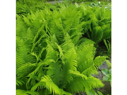 MATTEUCCIA STRUTHIOPTERIS 'NESTOR'_ist