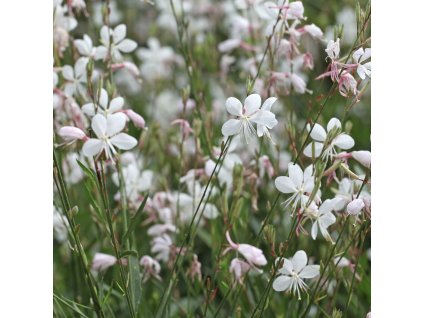 GAURA LINDHEIMERI 'ELURRA' (GAURA) IST1
