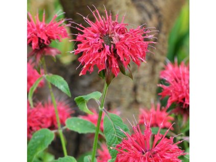 MONARDA 'GIBSON'S SCARLET' IST2