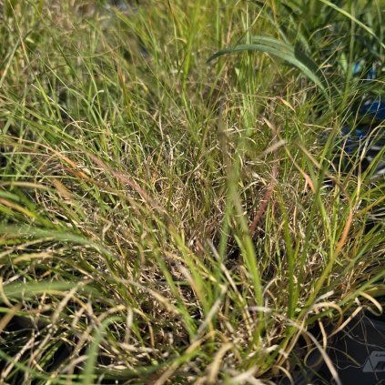 BOUTELOUA GRACILIS kak