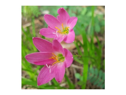 ZEPHYRANTHES ROSEA (KUBÁNSKA | RUŽOVÁ DAŽĎOVÁ ĽALIA)