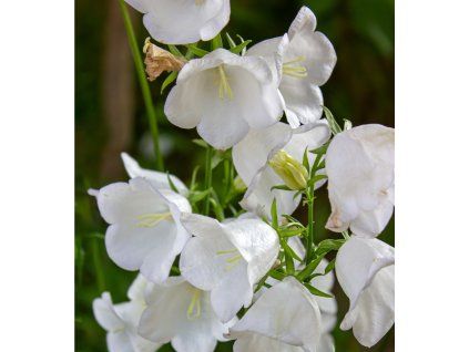 AMPANULA PERSICIFOLIA 'WHITE' shut