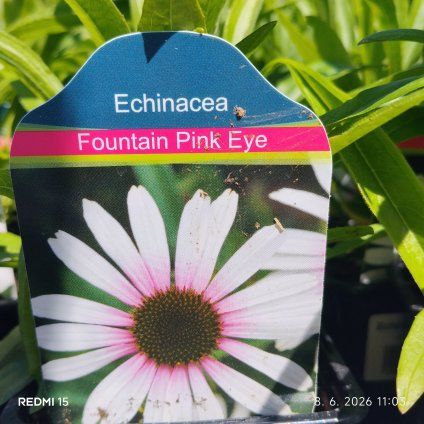 ECHINACEA 'FOUNTAIN PINK EYE' kak