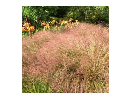 ANEMANTHELE LESSONIANA 'SIROCCO' (SMLZ TRSŤOVNÍKOVITÝ)