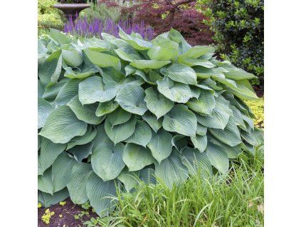 HOSTA 'BIG DADDY' (FUNKIA)