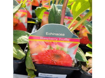 ECHINACEA 'RASPBERRY TRUFFLE' kak