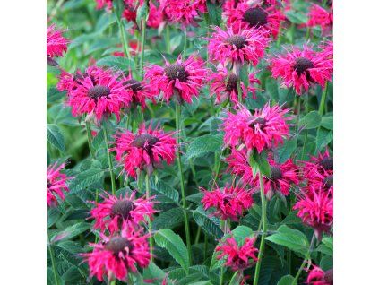 MONARDA 'BEE TRUE' shut