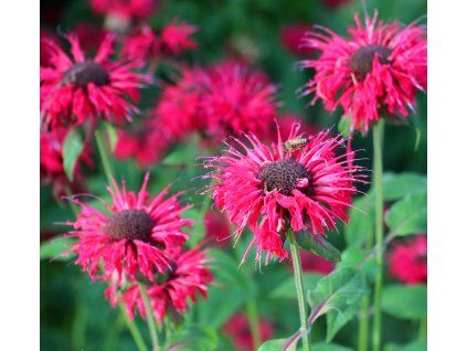 MONARDA 'BEE HAPPY' shut