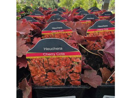 HEUCHERA 'CHERRY COLA' kak