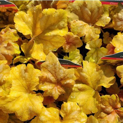 HEUCHERA 'CHAMPAGNE' kak2