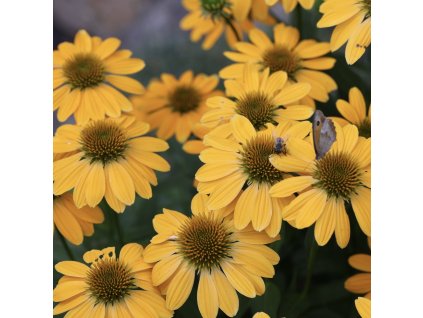 ECHINACEA 'HONEY SKIPPER' - IST