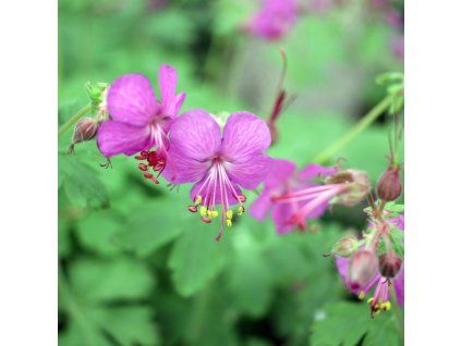 Geranium macrorrhizum 'Sandy's Smile' ist