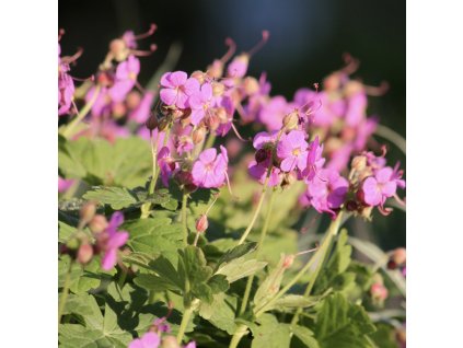 GERANIUM MACRORRHIZUM 'SANDY'S SMILE' (PAKOST)