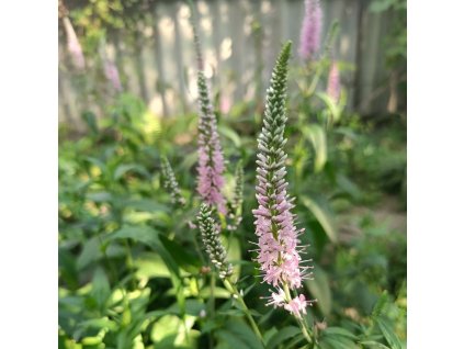 VERONICA LONGIFOLIA 'FIRST CHOICE'_ist