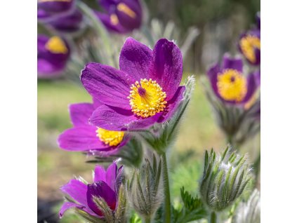 PULSATILLA VULGARIS_istock