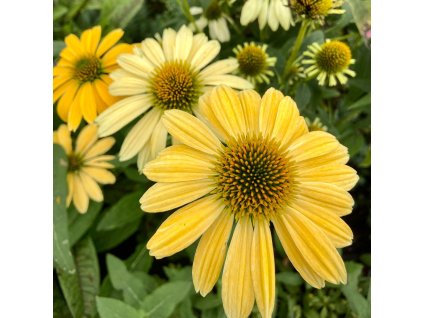 ECHINACEA 'MELLOW YELLOW' IST1