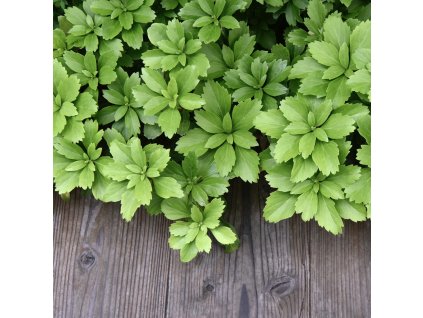 PACHYSANDRA TERMINALIS (PACHYSANDRA VRCHOLOVÁ)_istock