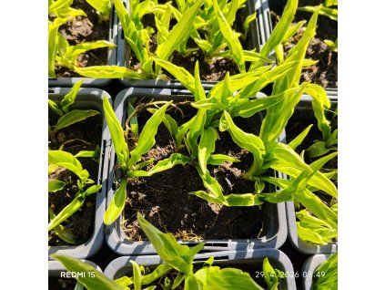 HOSTA 'STILETTO' kak1
