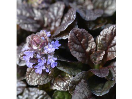 AJUGA REPTANS 'MAHOGANY' (ZBEHOVEC PLAZIVÝ)_istock