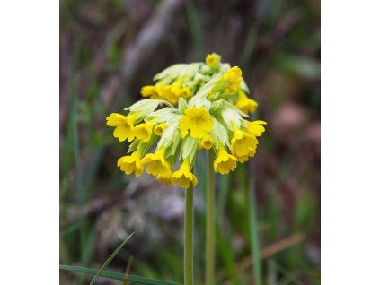 PRIMULA VERIS 'BRIGHT DEEP YELLOW' shut