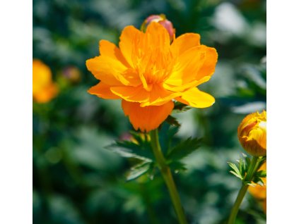 TROLLIUS CULTORUM 'GOLDEN QUEEN' shutt