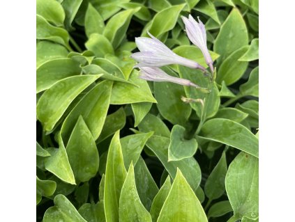 HOSTA 'PACIFIC BLUE EDGE' (FUNKIA)_istock