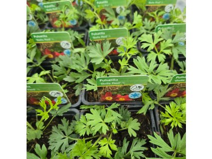 PULSATILLA VULGARIS 'BELLS RED'_kak