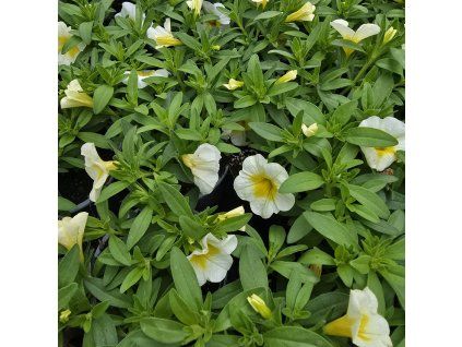 Millionbels variant1 kak