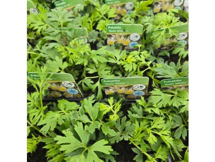 PULSATILLA VULGARIS 'BELLS WHITE'_kak