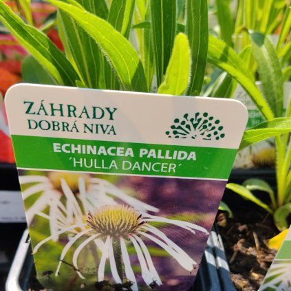 ECHINACEA PALLIDA 'HULA DANCER' kak
