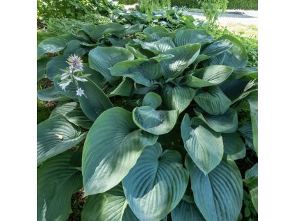 HOSTA 'EMPRESS WU' (FUNKIA)_istock