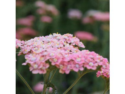 ACHILLEA 'APPLEBLOSSOM' ist2