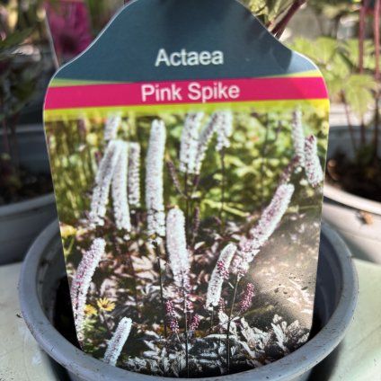 ACTAEA SIMPLEX 'PINK SPIKE'