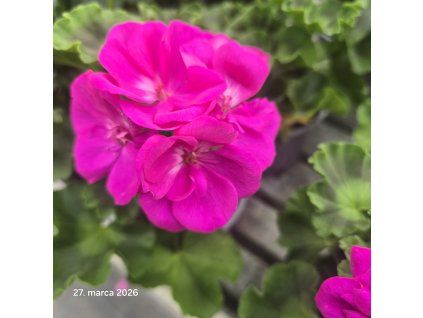 PELARGONIUM PELTATUM 'BLUE'_kak4