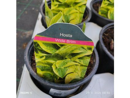 HOSTA 'WIDE BRIM' kak1