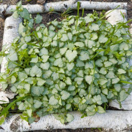 LAMIUM MACULATUM 'WHITE NANCY' shutt