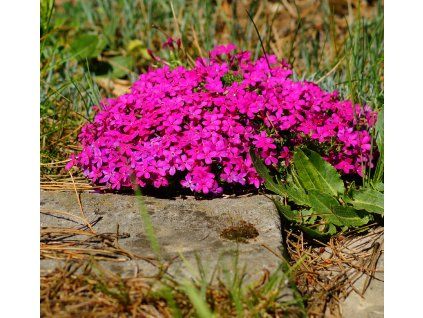 PHLOX DOUGLASII 'RED ADMIRAL shutt