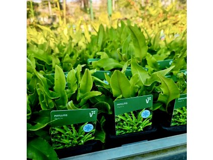 PHYLLITIS SCOLOPENDRIUM 'PHYLLIS' (JELENÍ JAZYK)kak2