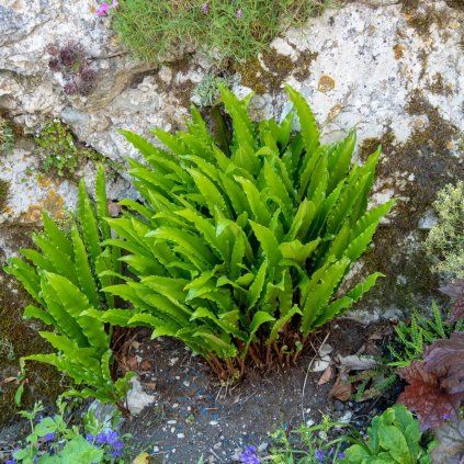 PHYLLITIS SCOLOPENDRIUM 'PHYLLIS' IST1