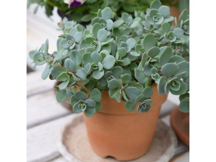 SEDUM EWERSII_istock