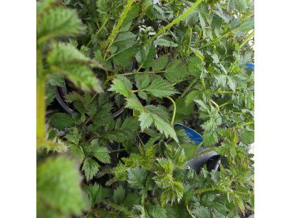 ASTILBE 'BLACK PEARLS' kak2