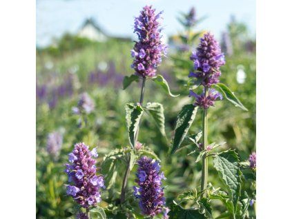 AGASTACHE 'BLUE BOA' ist