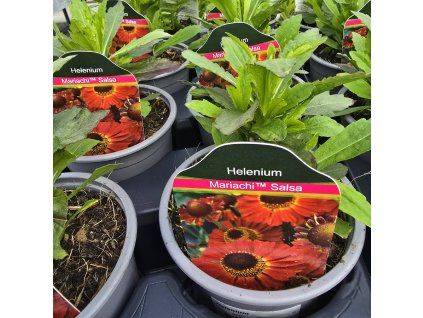 HELENIUM 'SALSA kak'