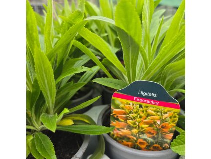 DIGITALIS 'FIRECRACKER'_kak